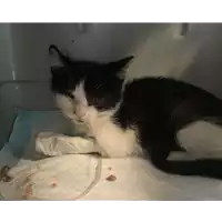 Foto dell\'animale gatto - Matr. 2022/1028 - Microchip 380260044811209