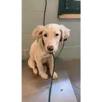Foto dell\'animale cane - Matr. 2022/1044 - Microchip 380260044816298