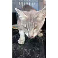 gatto - Matr. 2022/1048 - Microchip 380260044665230