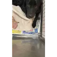 Foto dell\'animale cane - Matr. 2018/1907 - Microchip 380260042933142