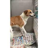 Foto dell\'animale cane - Matr. 2022/1051 - Microchip 380260044665157