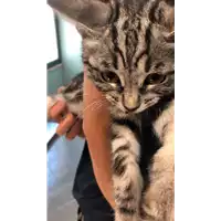 Foto dell\'animale gatto - Matr. 2022/1053 - Microchip 380260044816878