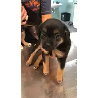 Foto dell\'animale cane - Matr. 2022/1054 - Microchip 380260044816346