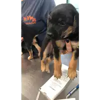 Foto dell\'animale cane - Matr. 2022/1055 - Microchip 380260044816754