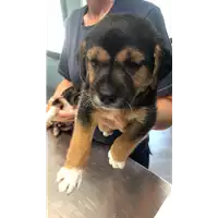 Foto dell\'animale cane - Matr. 2022/1056 - Microchip 380260044816403