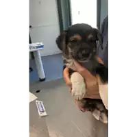 Foto dell\'animale cane - Matr. 2022/1057 - Microchip 380260044816872
