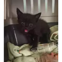Foto dell\'animale gatto - Matr. 2022/1059 - Microchip 380260044500345