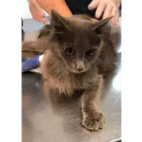 gatto - Matr. 2022/1061 - Microchip 380260044476843