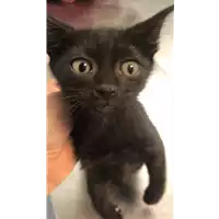 Foto dell\'animale gatto - Matr. 2022/1060 - Microchip 380260044816294