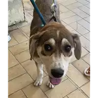 Foto dell\'animale cane - Matr. 2022/1074 - Microchip 380260044476474
