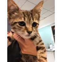 Foto dell\'animale gatto - Matr. 2022/1080 - Microchip 380260044476624