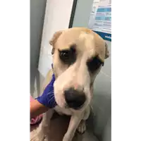 Foto dell\'animale cane - Matr. 2022/1081 - Microchip 380260044476491