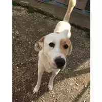 Foto dell\'animale cane - Matr. 2022/1082 - Microchip 380260042317315