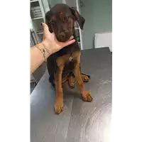 Foto dell\'animale cane - Matr. 2022/1084 - Microchip 380260044477020