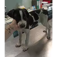 Foto dell\'animale cane - Matr. 2022/1083 - Microchip 380260044477073