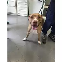 Foto dell\'animale cane - Matr. 2022/1089 - Microchip 380260102146918