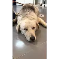 Foto dell\'animale cane - Matr. 2022/1090 - Microchip 380260044816855