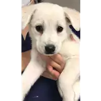 Foto dell\'animale cane - Matr. 2022/1093 - Microchip 380260044816458