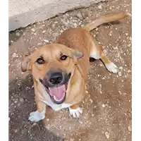 Foto dell\'animale cane - Matr. 2022/0391 - Microchip 380260044816553