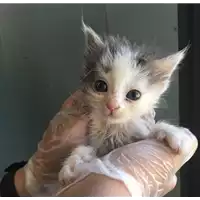 Foto dell\'animale gatto - Matr. 2017/0990 - Microchip 380260043285148