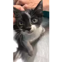 Foto dell\'animale gatto - Matr. 2022/1095 - Microchip 380260044665291