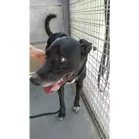 Foto dell\'animale cane - Matr. 2022/1096 - Microchip 380260101644444
