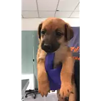 Foto dell\'animale cane - Matr. 2022/1099 - Microchip 380260044816989
