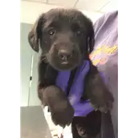 Foto dell\'animale cane - Matr. 2022/1102 - Microchip 380260044665403