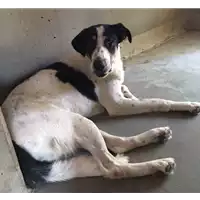Foto dell\'animale cane - Matr. 2017/0995 - Microchip 380260043310069