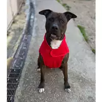 Foto dell\'animale cane - Matr. 2022/1105 - Microchip 380260044440646