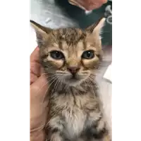 Foto dell\'animale gatto - Matr. 2022/1103 - Microchip 380260044816738