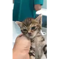 Foto dell\'animale gatto - Matr. 2022/1104 - Microchip 380260044817022