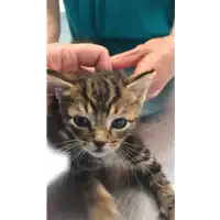 Foto dell\'animale gatto - Matr. 2022/1108 - Microchip 380260044817154