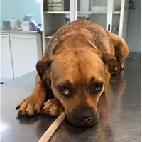 cane - Matr. 2022/1109 - Microchip 380260044476819
