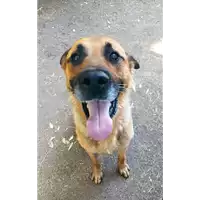 cane - Matr. 2022/0476 - Microchip 380260044551217