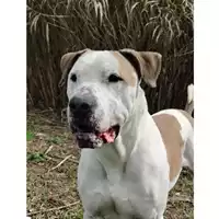 Foto dell\'animale cane - Matr. 2022/0773 - Microchip 380260004136285