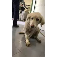 Foto dell\'animale cane - Matr. 2022/1125 - Microchip 380260044476542