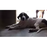 Foto dell\'animale cane - Matr. 2017/0998 - Microchip 380260043309644