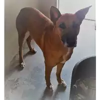 Foto dell\'animale cane - Matr. 2017/1001 - Microchip 380260043318710