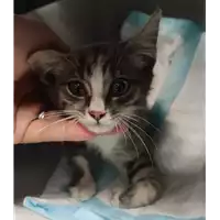 Foto dell\'animale gatto - Matr. 2022/1136 - Microchip 380260044476243