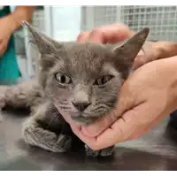 Foto dell\'animale gatto - Matr. 2022/1137 - Microchip 380260044476800