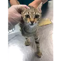 Foto dell\'animale gatto - Matr. 2022/1150 - Microchip 380260044817116