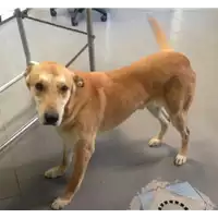 Foto dell\'animale cane - Matr. 2017/1000 - Microchip 380260043310014