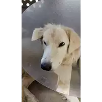 Foto dell\'animale cane - Matr. 2020/1485 - Microchip 380260043631582