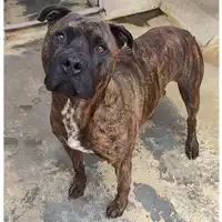 Foto dell\'animale cane - Matr. 2022/1154 - Microchip 380260044665248