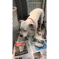 Foto dell\'animale cane - Matr. 2022/1157 - Microchip 380260101488398