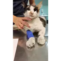 Foto dell\'animale gatto - Matr. 2022/1164 - Microchip 380260044816664