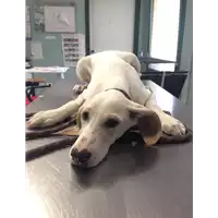 Foto dell\'animale cane - Matr. 2017/0999 - Microchip 380260043310181