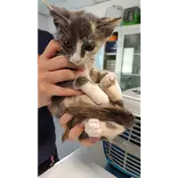 Foto dell\'animale gatto - Matr. 2022/1163 - Microchip 380260044816273