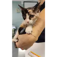 Foto dell\'animale gatto - Matr. 2022/1162 - Microchip 380260044665309